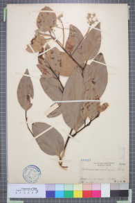 Specimen thumbnail